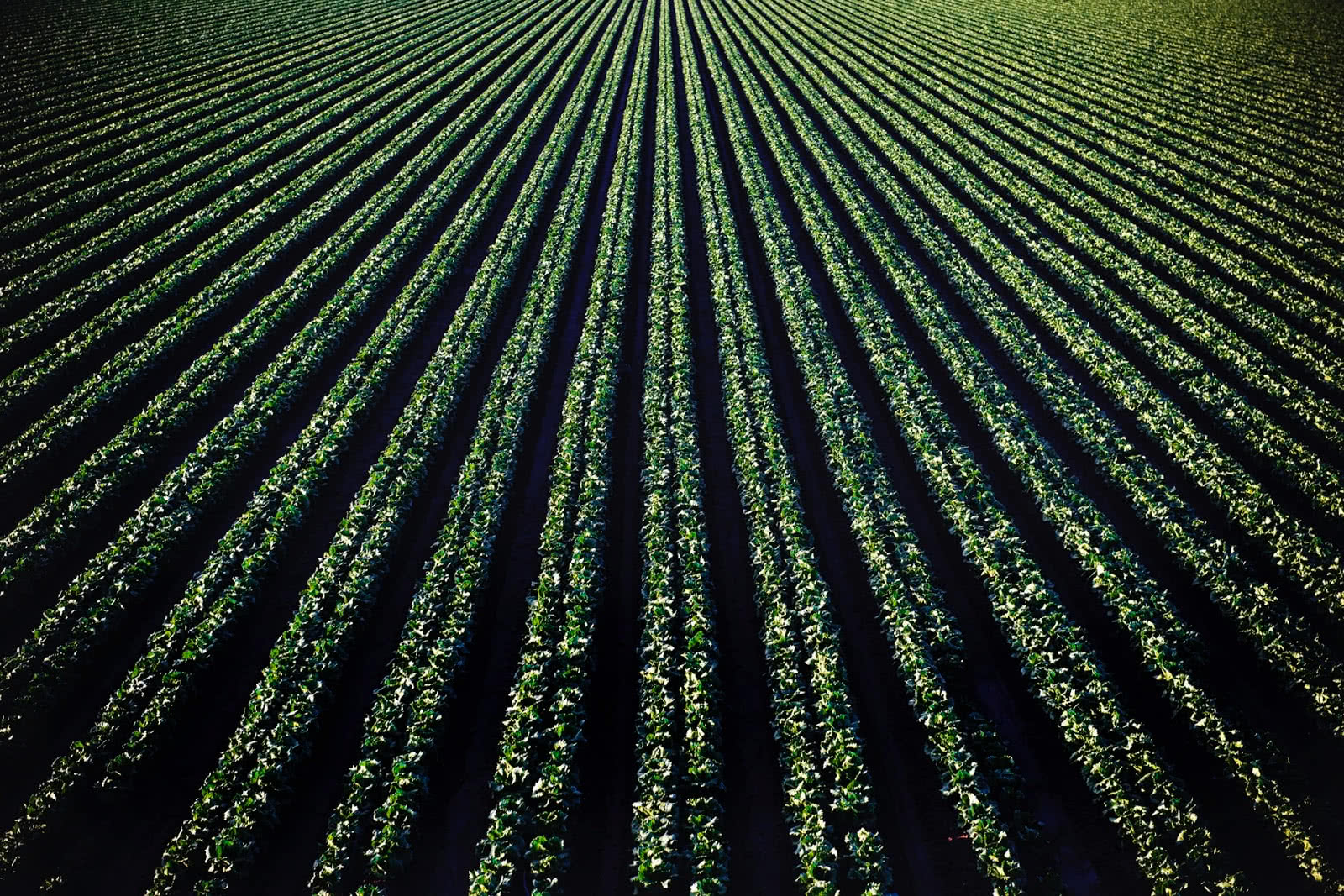 We now are surrounded by a massive environmental increase in neurotoxins like never before in our history. This level of toxins has created sickness at a cellular level. These toxins are new to our human race and increasing daily. They are shutting down our natural cellular detox pathways and changing our DNA to express disease and many unwanted symptoms such as Chronic Fatigue, Fibromyalgia, Thyroid dysfunction, Auto-immune conditions, Alzheimer’s, Autism and Cancer.