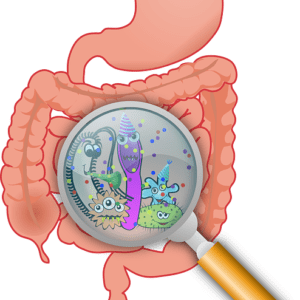 Gut and Digestion